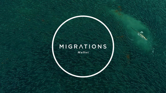 MIGRATIONS PART 3: MULLET RUN