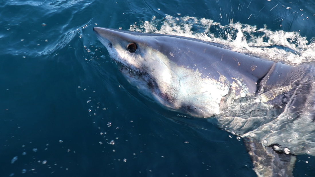 The Truth About the Shark Problem