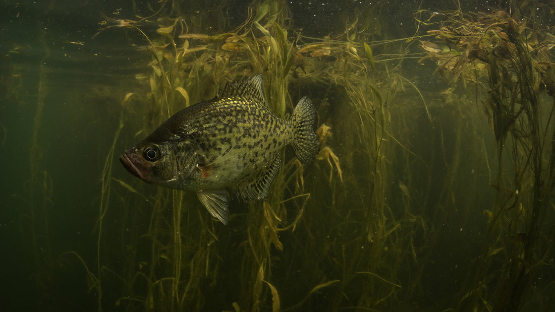 Species Spotlight: Crappie