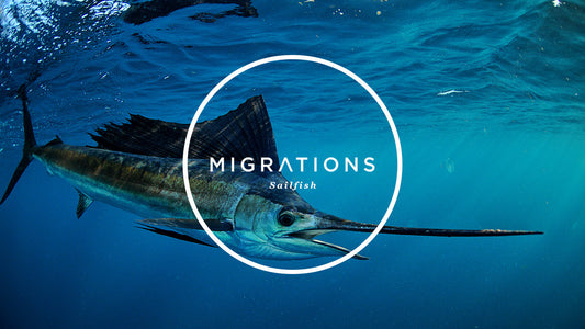 MIGRATIONS PART 1: SAILFISH