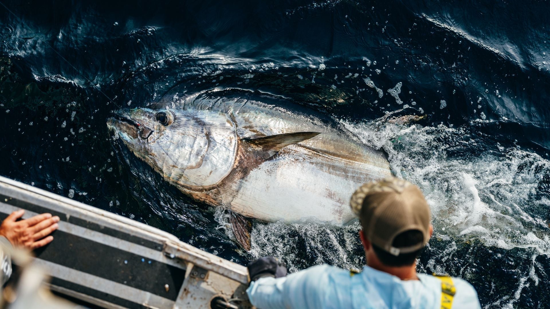 big fish catch rate hooked inc Educational Insights Reel Game Pelagic Pro Team Lands Record