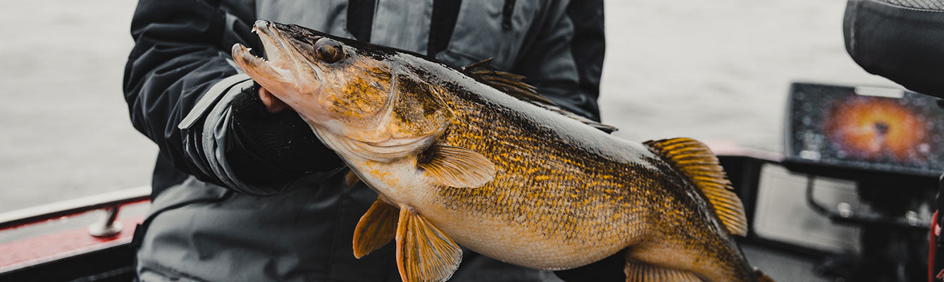 Walleye Fishing