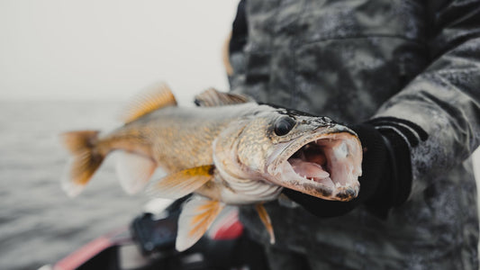 Species Spotlight: Walleye