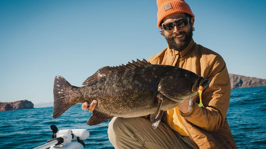 Species Spotlight: Cabrilla