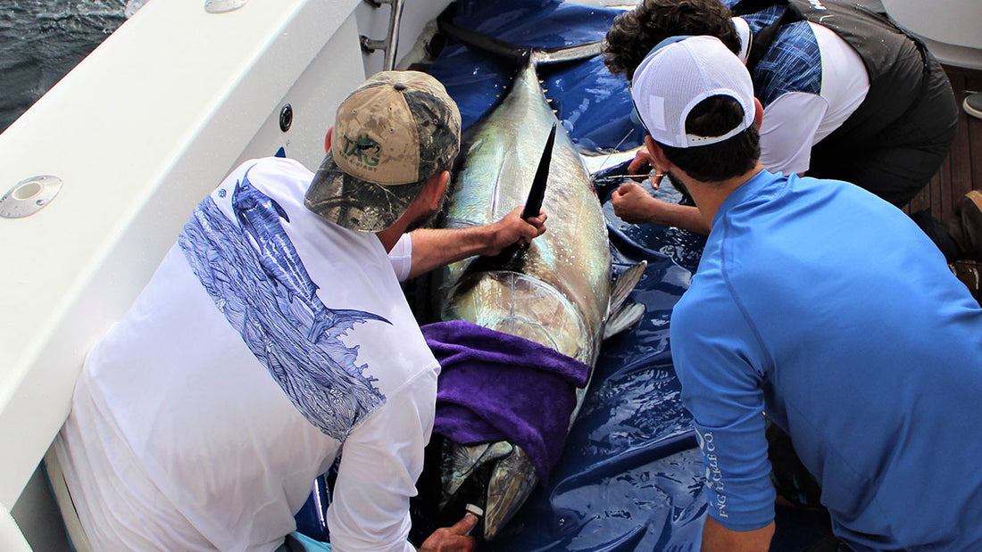 Electronic Tagging Pacific Bluefin Tuna off San Clemente Island