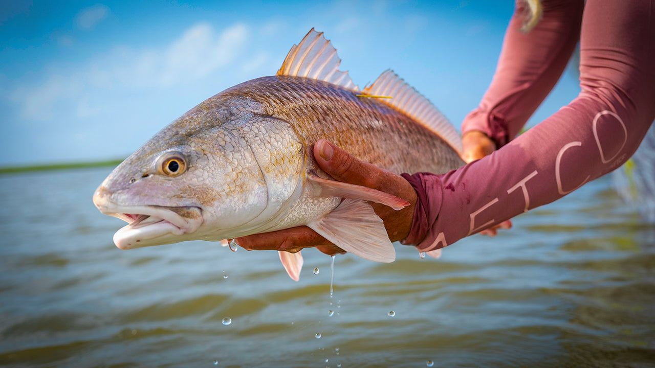 Species Spotlight: Redfish – AFTCO