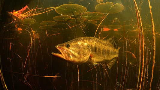 Species Spotlight: Largemouth Bass