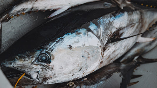 Species Spotlight: Bluefin Tuna
