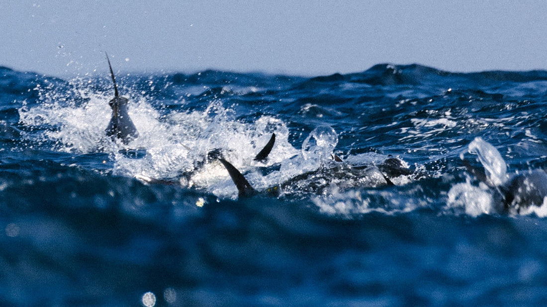 Recreational Fishing Organizations Unite in Support of Pacific Bluefin Tuna