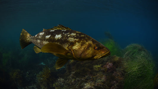 Species Spotlight: Calico Bass