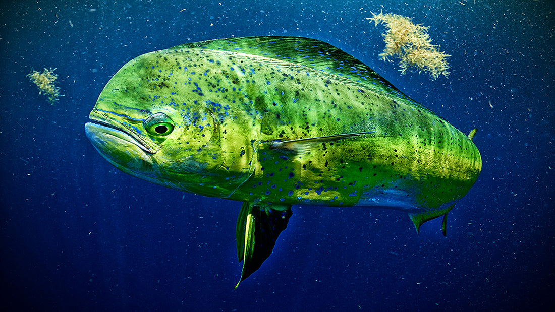 Species Spotlight: Mahi Mahi