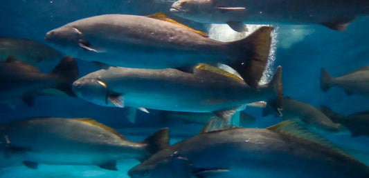 Good News for White Seabass Anglers & The Advancement of Proper Marine Aquaculture in the U.S.