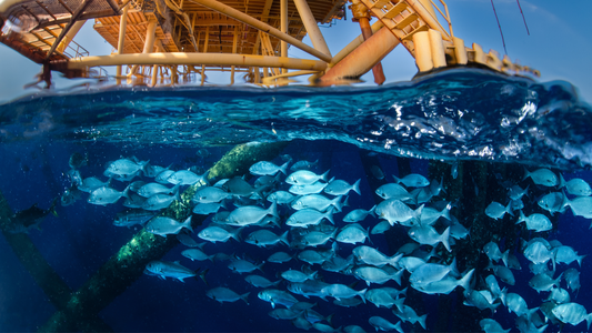 Preserving Marine Habitat with Rigs-to-Reefs