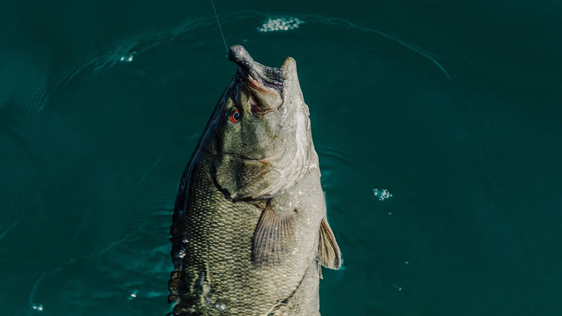 everett fish accessories Catch More Fish Trout West Spinning Kit and serves as a tote for your wading gear Hoeine Faux Log Fish Cave,