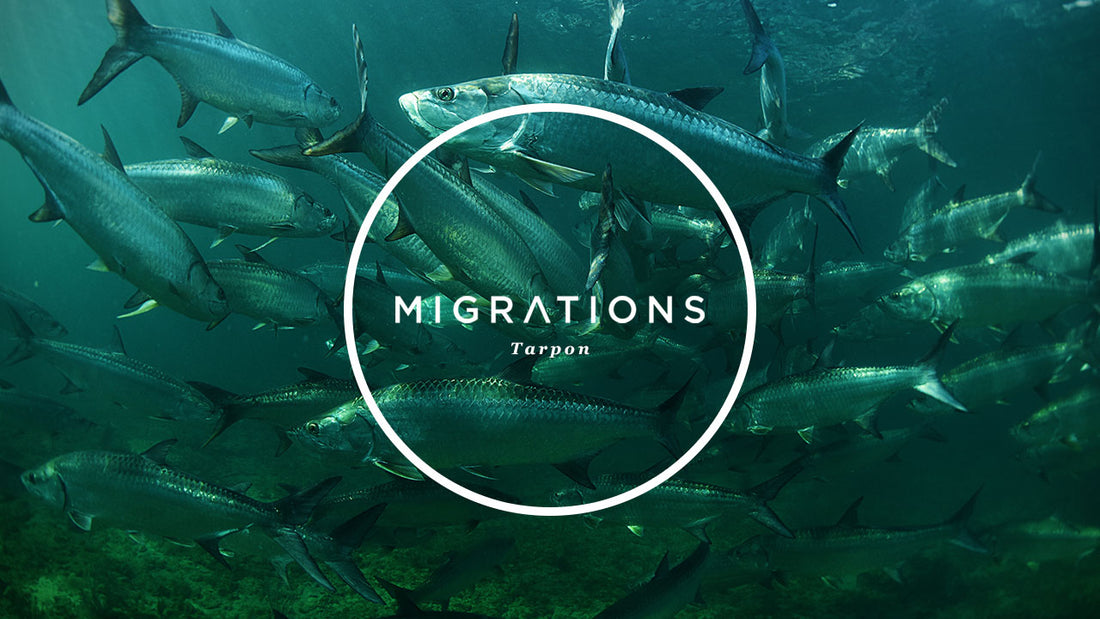 Migrations Part 4: Tarpon