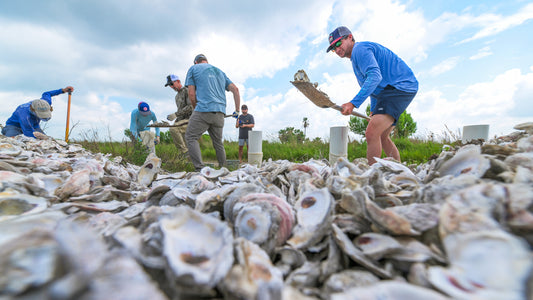Why Oyster Conservation Matters For Anglers