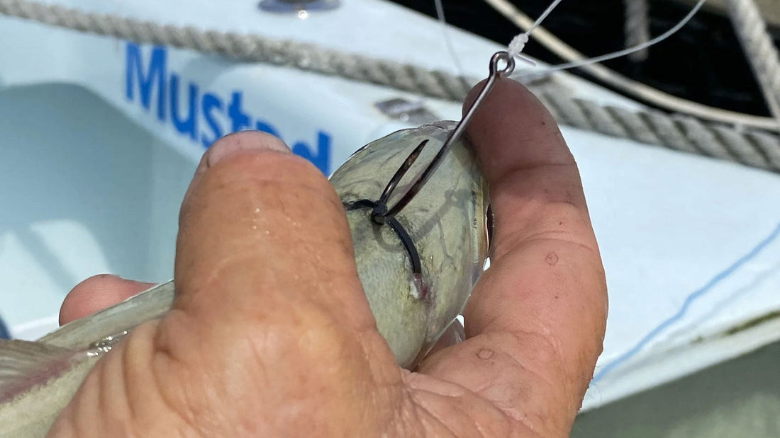 How to Bridle Live Bait