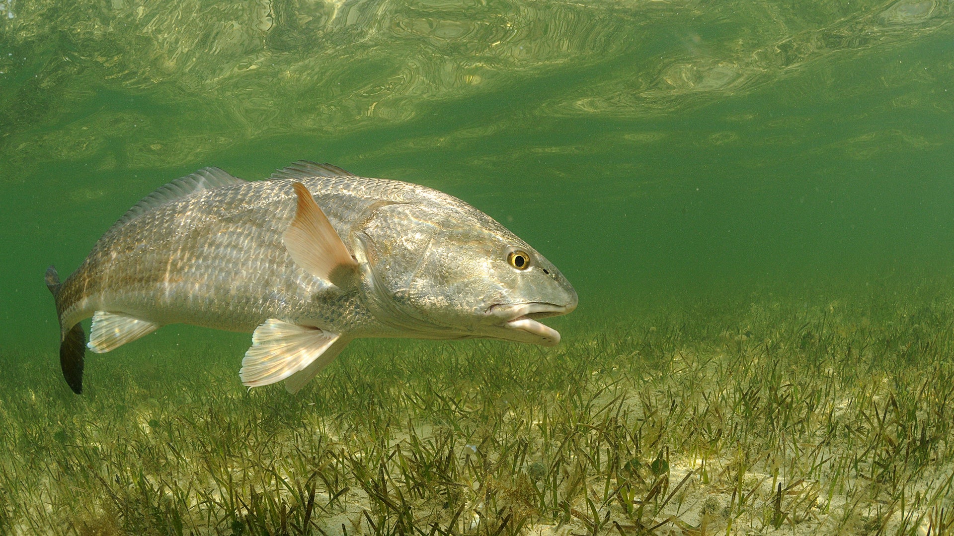 Redfish In Water