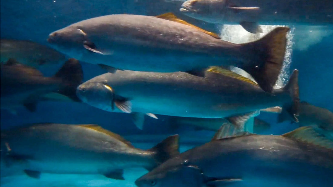 Good News for White Seabass Anglers & The Advancement of Proper Marine Aquaculture in the U.S.