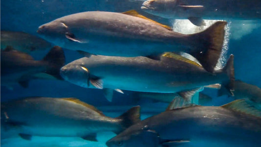 Good News for White Seabass Anglers & The Advancement of Proper Marine Aquaculture in the U.S.