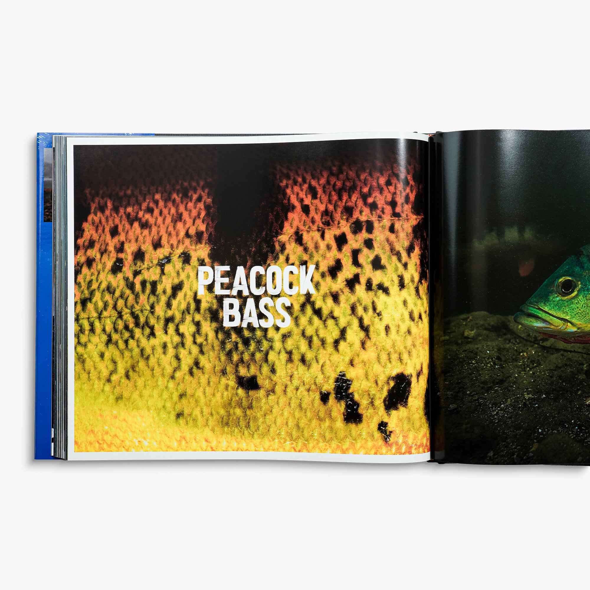 Any Fish, Any Water Book Photographed by Jason Arnold – AFTCO